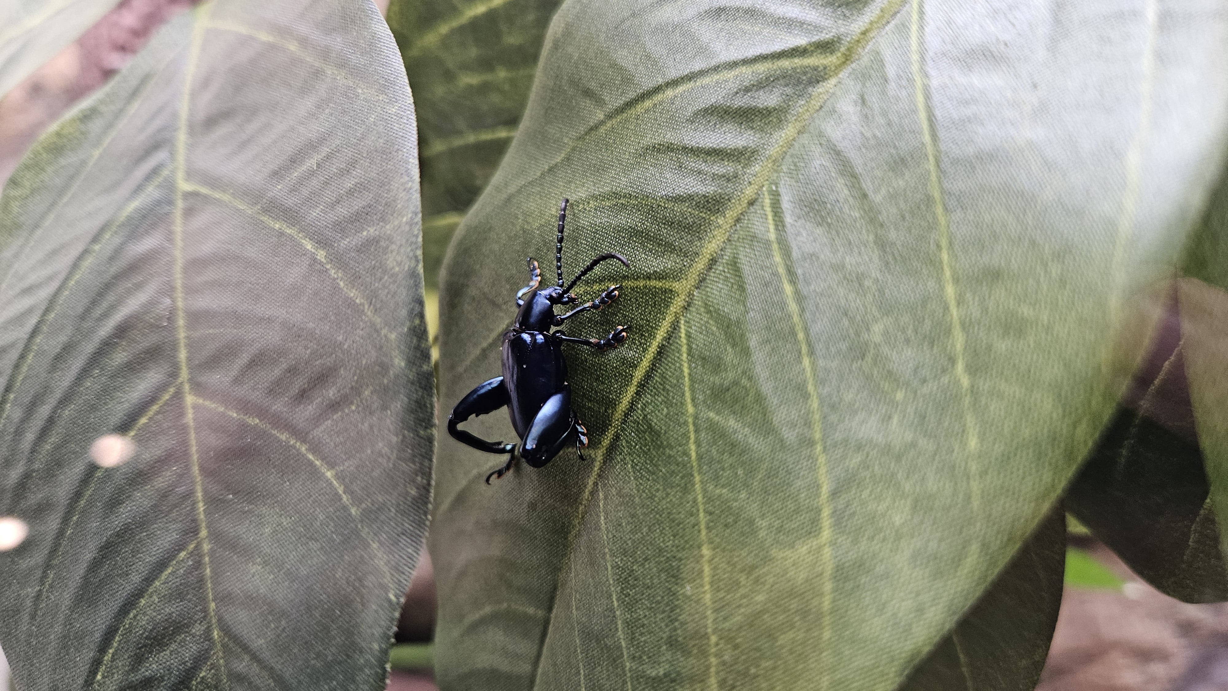 Frog leg beetle on a leaf.